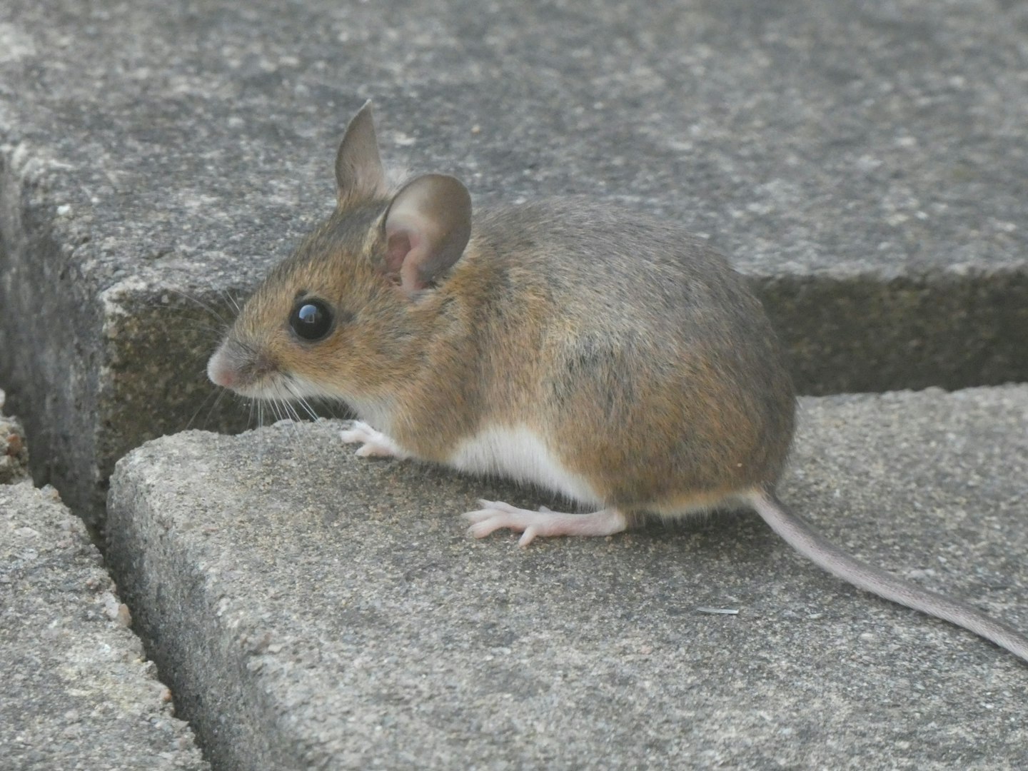 rdei egér világos járdafedélen, oldalnézetből