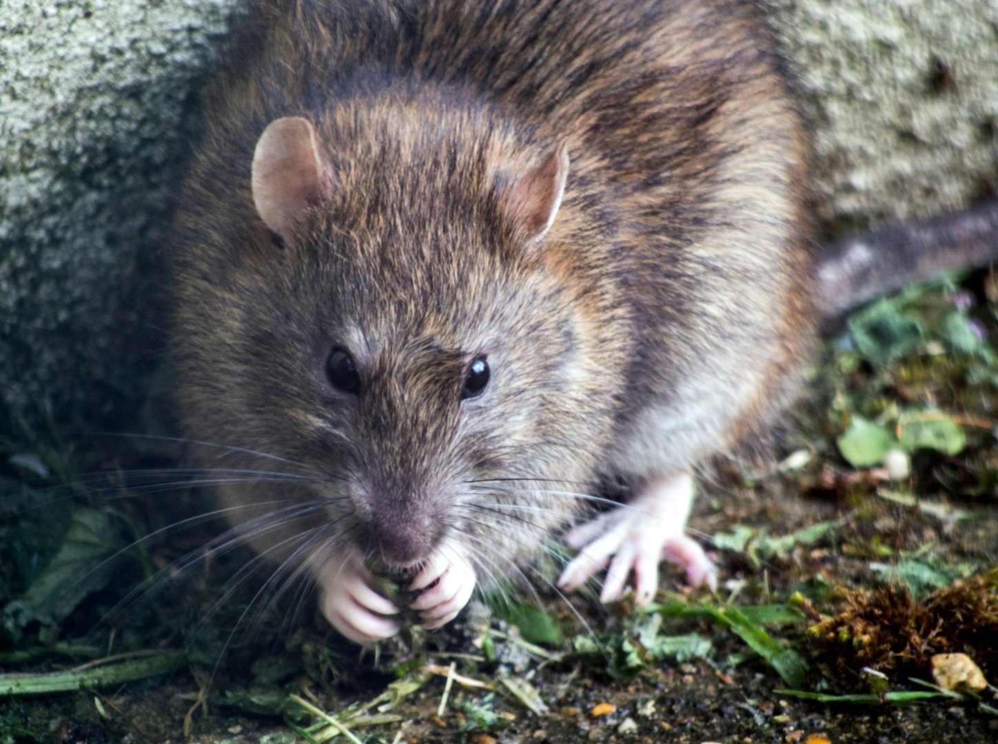 A patkányok intelligens, óvatos és rendkívül alkalmazkodó kártevők.