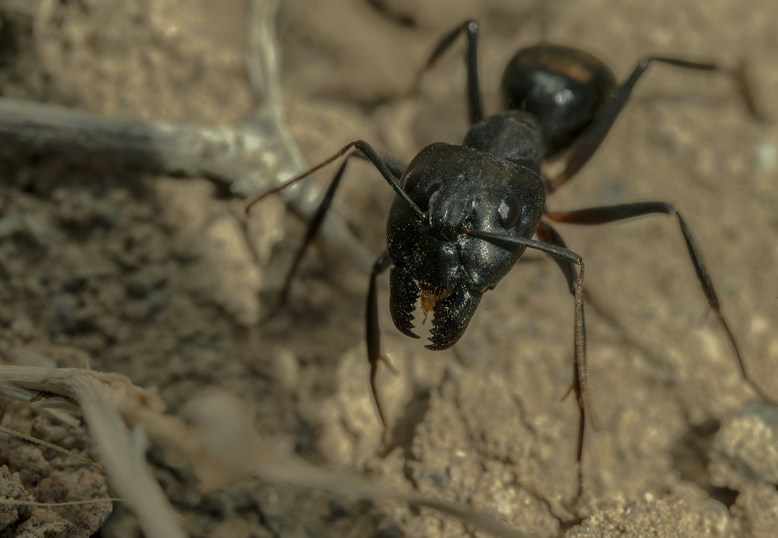 A fekete hangya (Lasius niger) tipikus megjelenése