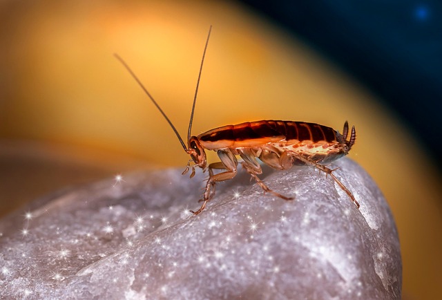Német csótány (Blattella germanica) közelről