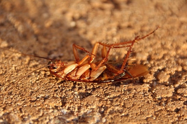 Német csótány (Blattella germanica) közelről 